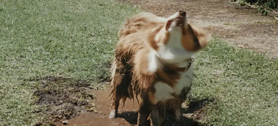 messy dog